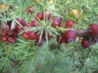 Jalovec (Juniperus deltoides)