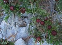 Jalovec (Juniperus deltoides)
