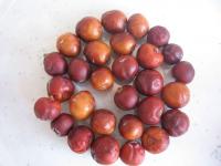 Jalovec (Juniperus deltoides)