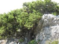 Jalovec (Juniperus deltoides)
