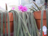 Disokaktus bičovitý