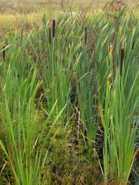 Orobinec širokolistý (Typha latifolia)