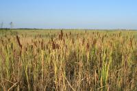 Orobinec širokolistý (Typha latifolia)