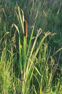 Orobinec širokolistý (Typha latifolia)
