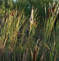 Orobinec širokolistý (Typha latifolia)
