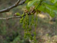 Dub letní (Quercus robur)