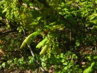 Dub letní (Quercus robur)