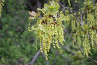 Dub letní (Quercus robur)