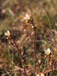 Lomikámen zrnatý (Saxifraga granulata)