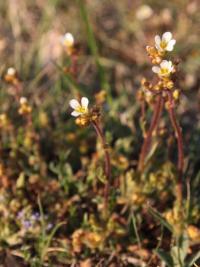 Lomikámen zrnatý (Saxifraga granulata)