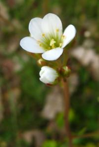 Lomikámen zrnatý (Saxifraga granulata)