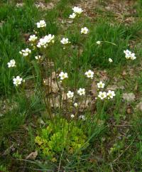 Lomikámen zrnatý (Saxifraga granulata)
