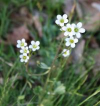 Lomikámen zrnatý (Saxifraga granulata)