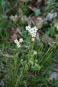 Lomikámen zrnatý (Saxifraga granulata)