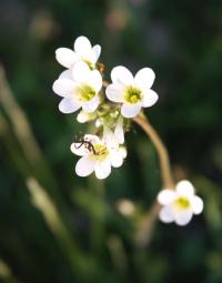 Lomikámen zrnatý (Saxifraga granulata)