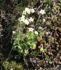 Lomikámen zrnatý (Saxifraga granulata)
