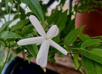 Jasmínovník vonný (Trachelospermum jasminoides)