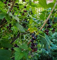 Rybíz černý (Ribes nigrum)