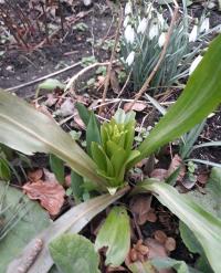 Lilie bělostná (Lilium candidum) Lilie bělostná (Lilium candidum)