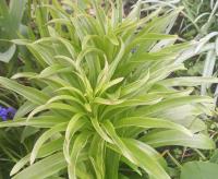 Lilie bělostná (Lilium candidum) Lilie bělostná (Lilium candidum)