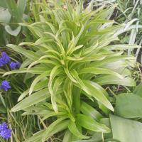 Lilie bělostná (Lilium candidum) Lilie bělostná (Lilium candidum)