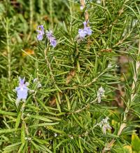 Rozmarýna lékařská 'Blue Winter' (Rosmarinus officinalis) Rozmarýna lékařská 'Blue Winter' (Rosmarinus officinalis)