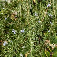 Rozmarýna lékařská 'Blue Winter' (Rosmarinus officinalis) Rozmarýna lékařská 'Blue Winter' (Rosmarinus officinalis)