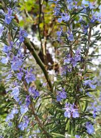 Rozmarýna lékařská (Rosmarinus officinalis) Rozmarýna lékařská (Rosmarinus officinalis)