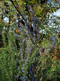 Rozmarýna lékařská (Rosmarinus officinalis) Rozmarýna lékařská (Rosmarinus officinalis)