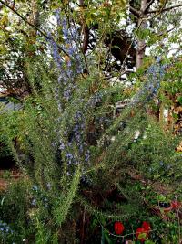 Rozmarýna lékařská (Rosmarinus officinalis) Rozmarýna lékařská (Rosmarinus officinalis)