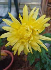 Listopadka indická 'Ellen Yellow' (Chrysanthemum indicum)