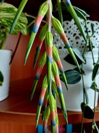 Bilbergie nicí (Billbergia nutans)