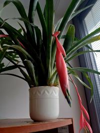 Bilbergie nicí (Billbergia nutans)