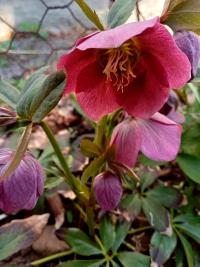 Čemeřice nachová (Helleborus purpurascens)