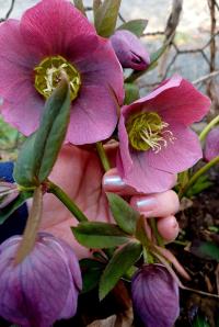 Čemeřice nachová (Helleborus purpurascens)