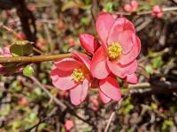 Kdoulovec nádherný 'Pink Lady' (Chaenomeles x superba)