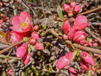 Kdoulovec nádherný 'Pink Lady' (Chaenomeles x superba)