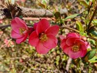 Kdoulovec nádherný 'Pink Lady' (Chaenomeles x superba)