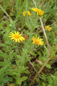 Blešník úplavičný (Pulicaria dysenterica)