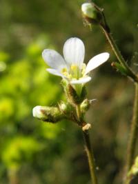 Lomikámen zrnatý (Saxifraga granulata)