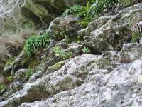 Rozchodnice růžová (Rhodiola rosea)