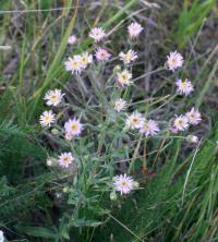 Turan ostrý (Erigeron acris)