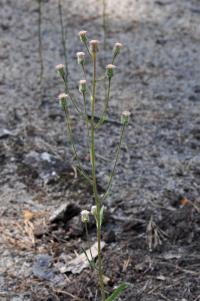 Turan ostrý (Erigeron acris)