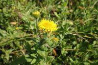 Blešník úplavičný (Pulicaria dysenterica)