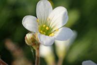 Lomikámen zrnatý (Saxifraga granulata)