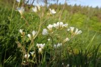 Lomikámen zrnatý (Saxifraga granulata)