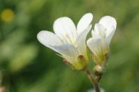 Lomikámen zrnatý (Saxifraga granulata)