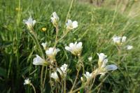 Lomikámen zrnatý (Saxifraga granulata)