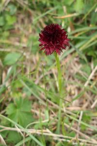 Pětiprstka (Gymnadenia austriaca)