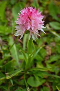 Pětiprstka (Gymnadenia widderi)